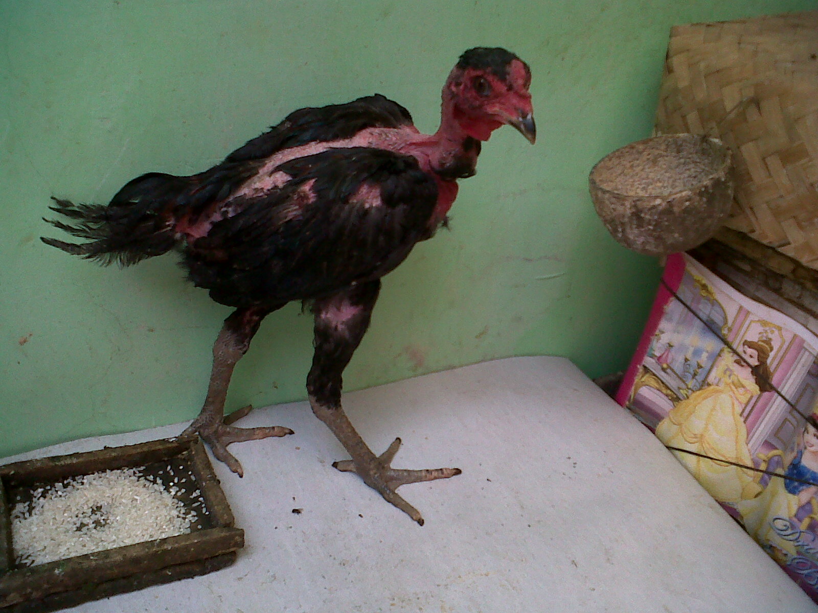Anakan Panglima dan Si Gombak