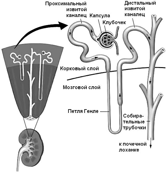 Строение нефрона почки. Извитой каналец нефрона. Проксимальный извитой каналец. Строение клубочка почки. Строение нефрона предпочки