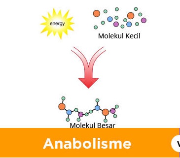 Berbagi Ilmu Pengetahuan Metabolisme Anabolisme
