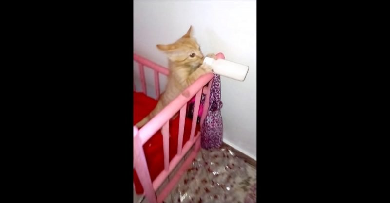 Γατάκι παίρνει το μπουκάλι με το γάλα του και πάει στην κούνια του για να το πιει! (βίντεο)