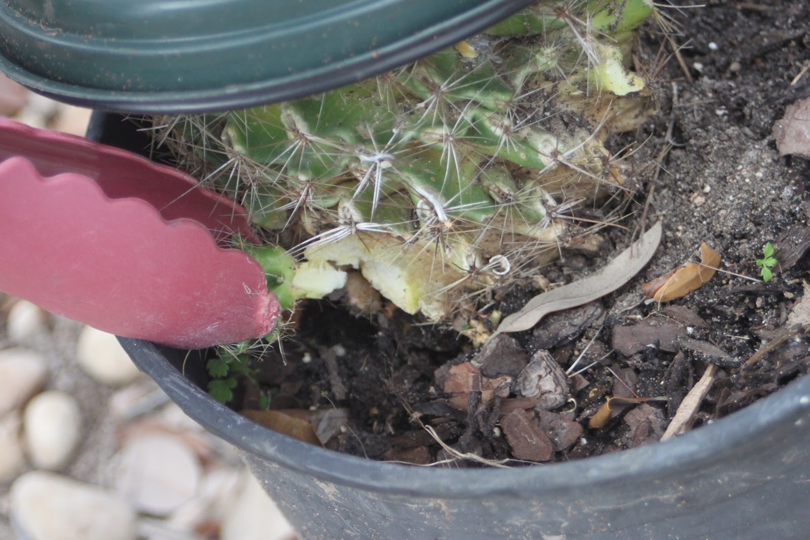 RockOakDeer Propagating Barrel Cactus Pups