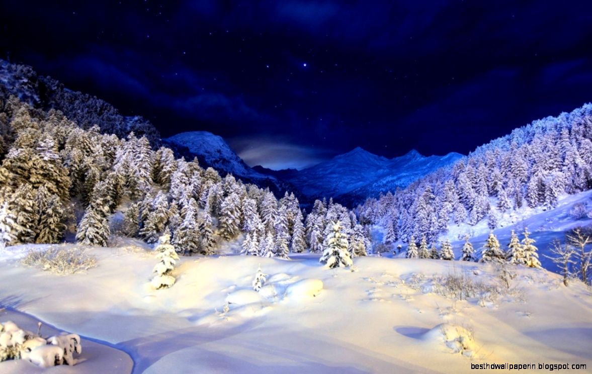 Winter Snow Forest at Night