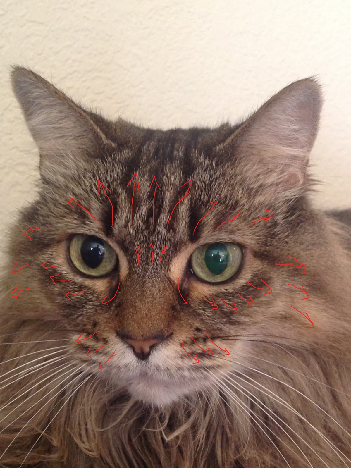 Pixel Paint Creations Realistic Fur Tutorial