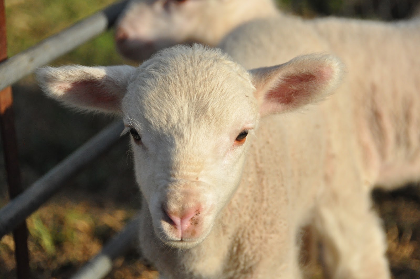 Imagery from Life Lamb Marking