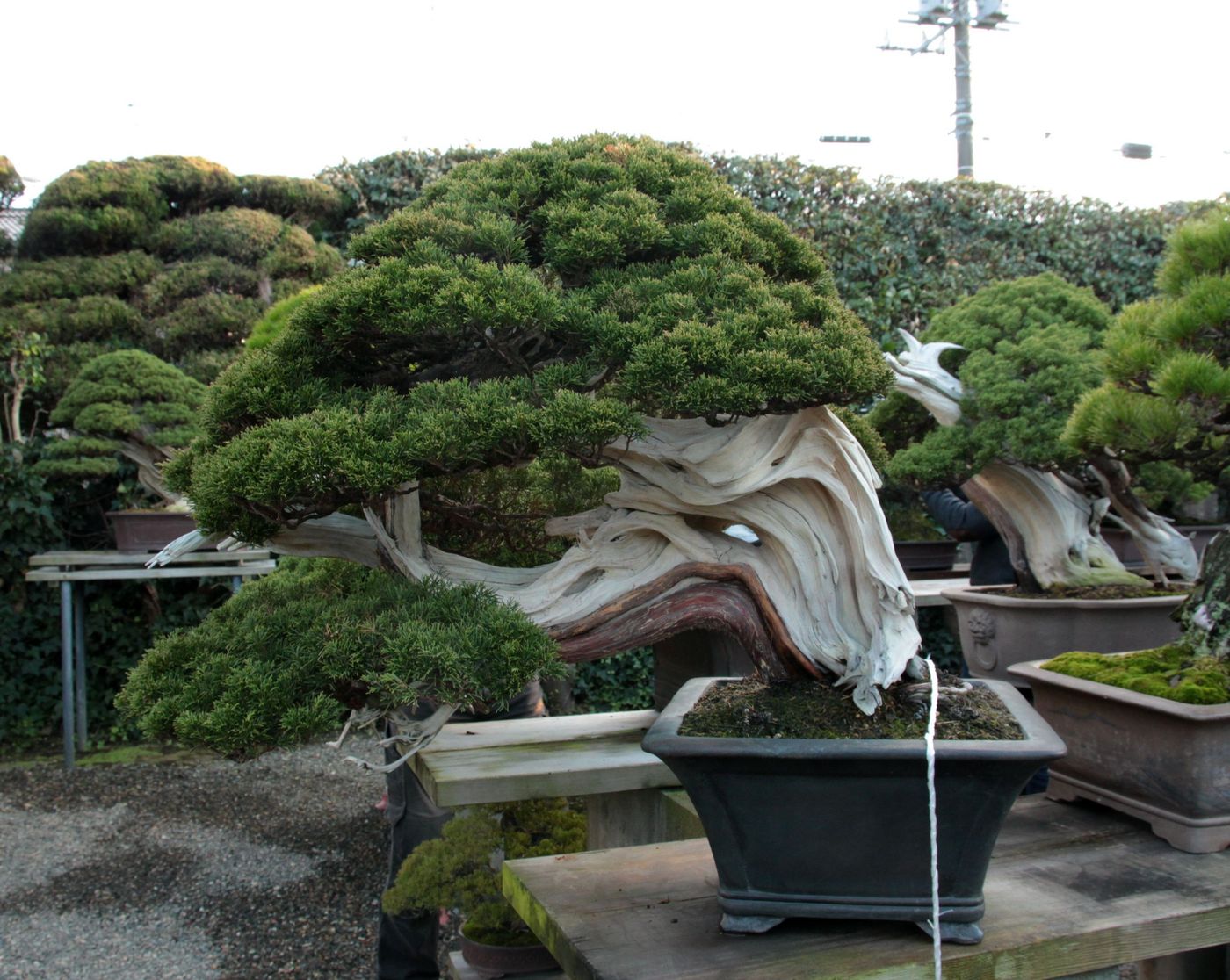 Bonsai Moravia Blog JAPAN 2017 16 MASAHIKO KIMURA