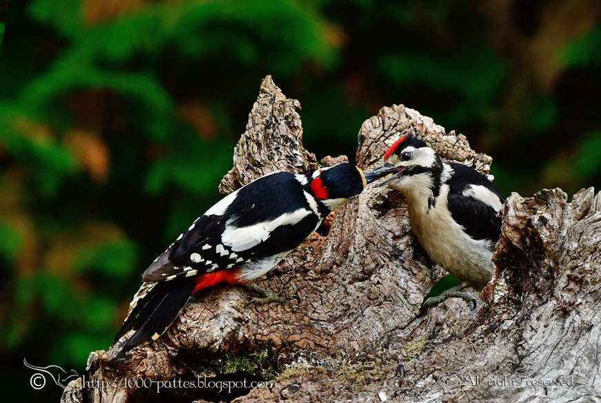 The Great spotted woodpecker family Focusing on Wildlife