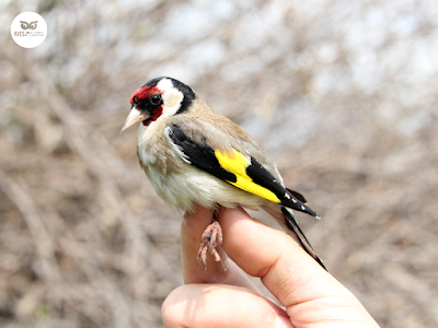 Jilguero europeo (Carduelis carduelis).