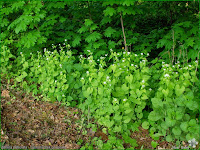 http://plantsgallery.blogspot.com/2011/05/alliaria-petiolata-czosnaczek-pospolity.html