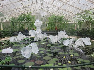 Chihuly sculpture - white glass lilies in a lily pond, with real lily leaves and flowers