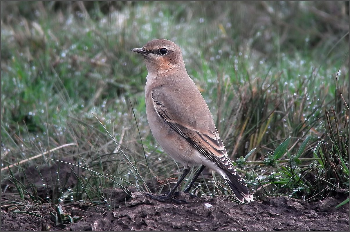 AVON BIRDS Sightings 6/9/16