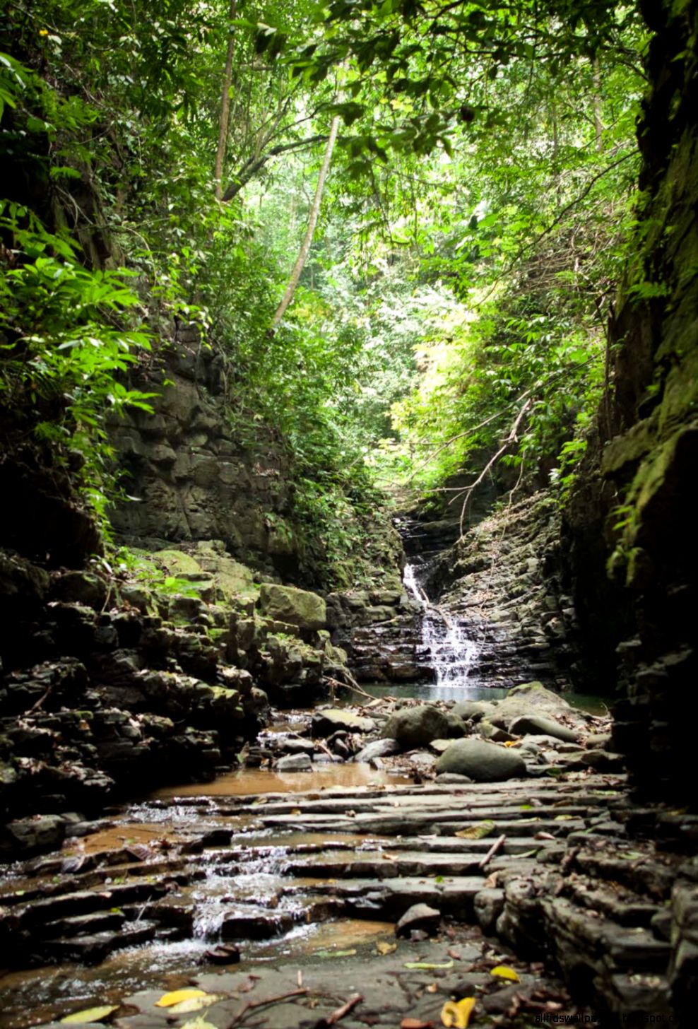 pura vida ecolodge   BAMBOOJUNGLEVILLAGALLERY