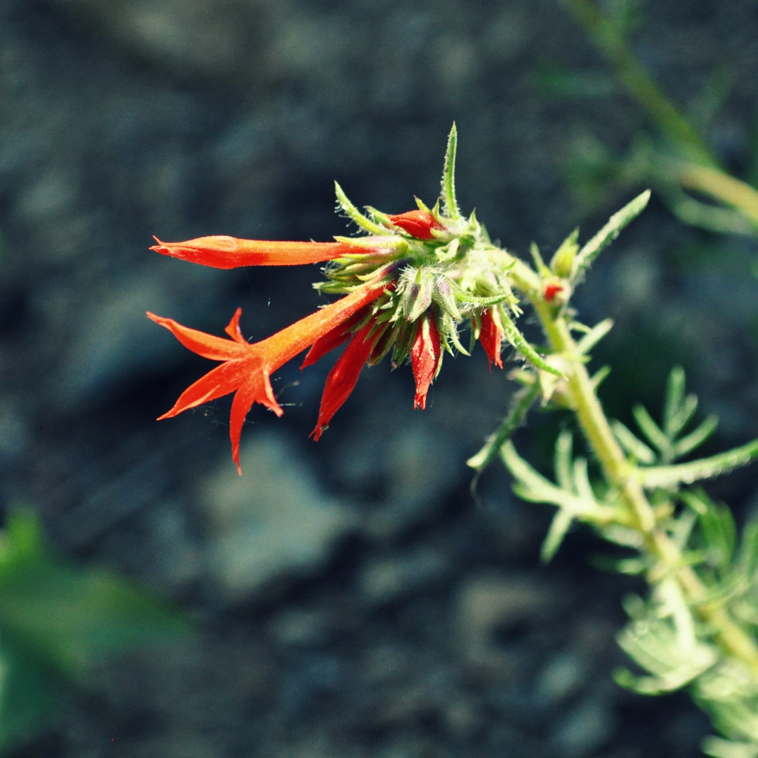 Koot Blog little indian girls