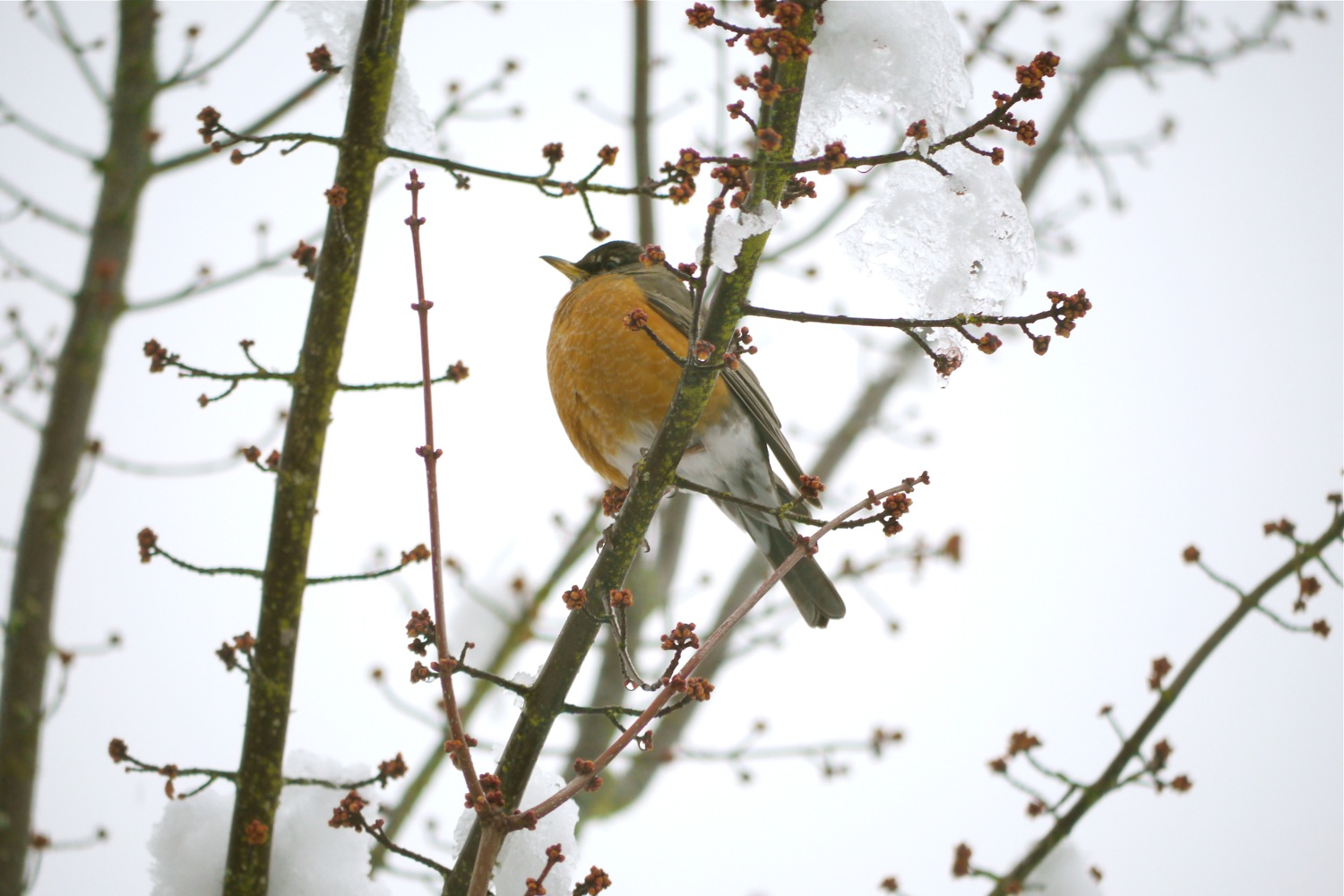 Willamette Valley Backyard Birds RedBreasted Sapsucker, Eurasian