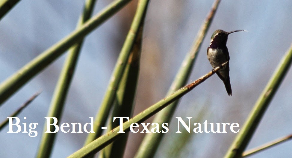 Big Bend - Texas Nature