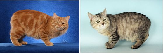 Blog Keluarga Dandy: Jenis- Jenis Ras Kucing