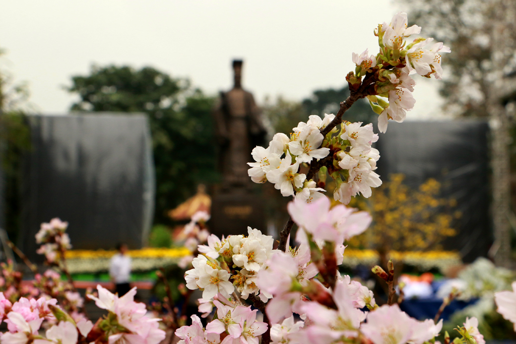 [Image: Hoa-anh-dao-Nhat-ruc-sac-giua-tiet-xuan-Ha-Noi.-1.JPG]