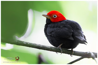 Red-capped Manakin (Ceratopipra mentalis) - male