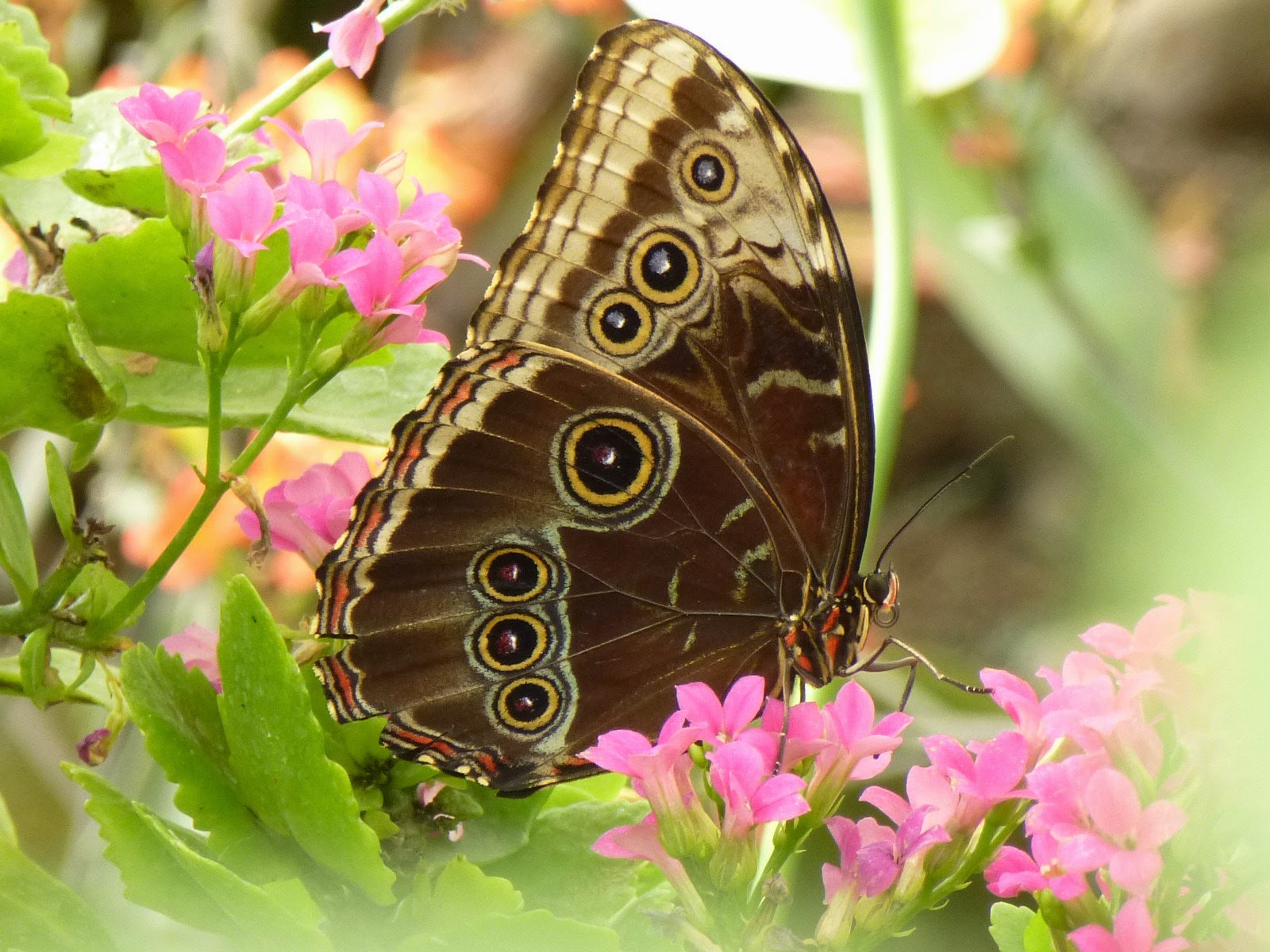 Mikesseite De Friedrichsruh Schmetterlinge Bismarck