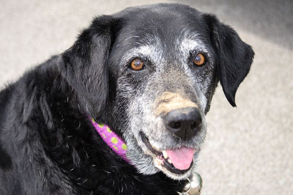 How to keep Elderly Dogs Healthy and Active as They Age Doglopedix