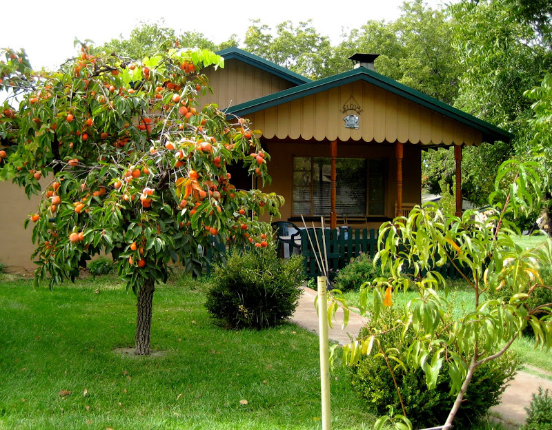 Living Rootless La Luz A Fading Light