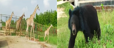 Images of Bangabandhu Safari Park Images of Bangabandhu Safari Park