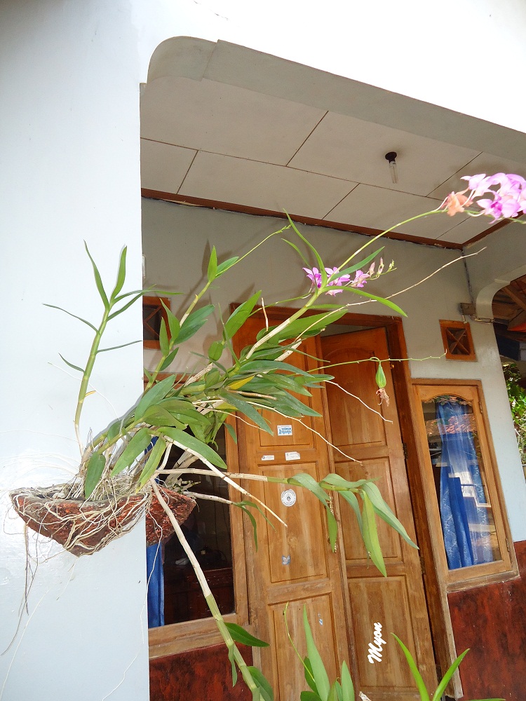 Memilih pot  untuk tanaman  anggrek  Blog Mang Yono