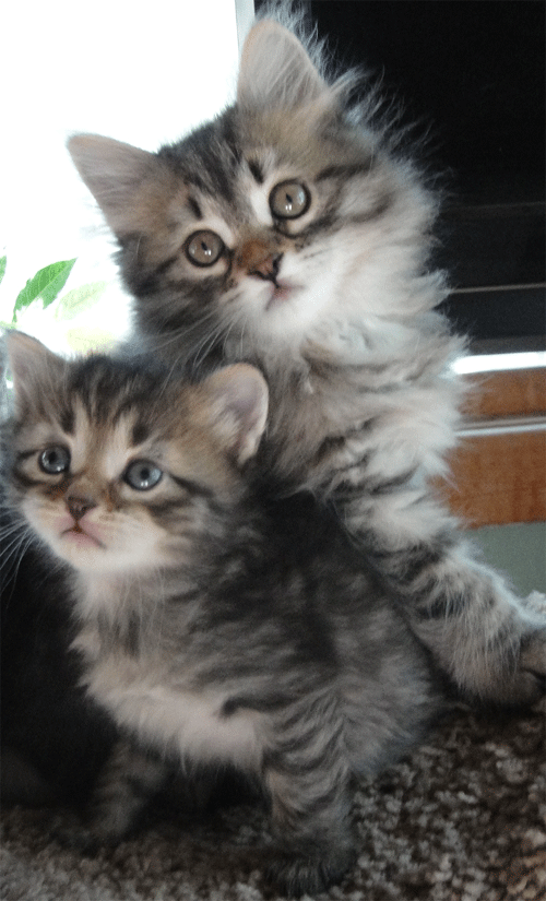 Kitty cats in my life: The Hypoallergenic Siberian Cat Breed