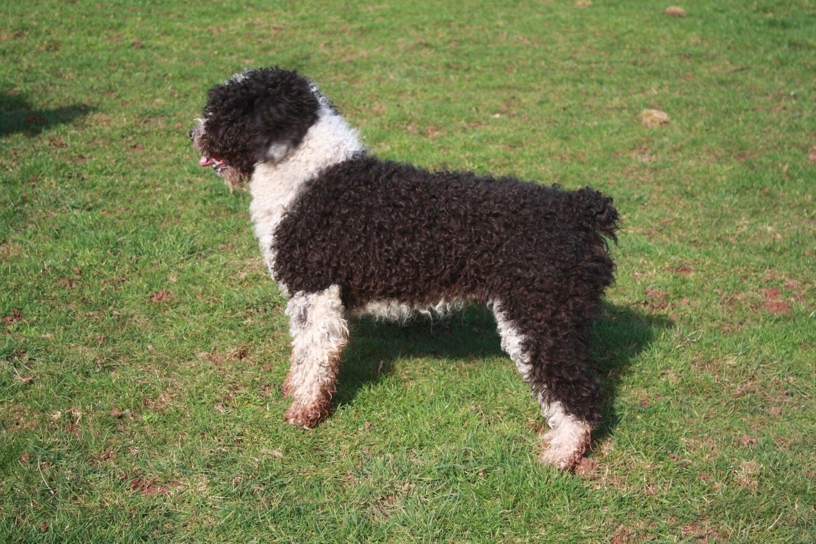 Briarlow Spanish Water Dogs Spanish Water Dog Puppies for Sale