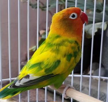 11 Ciri Ciri Lovebird Gs Green Series Asli Dan Palsu Burung Babe