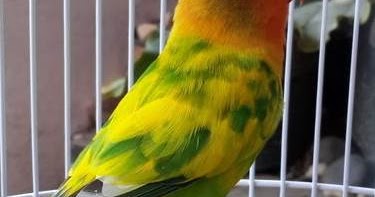 11 Ciri Ciri Lovebird Gs Green Series Asli Dan Palsu Burung Babe