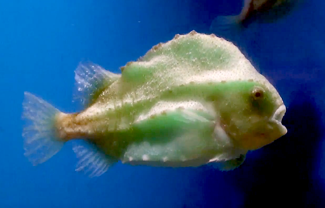 Aquarium Movies Japan Archive 生きている魚図鑑 ランプサッカー Lumpsucker Cyclopterus Lumpus