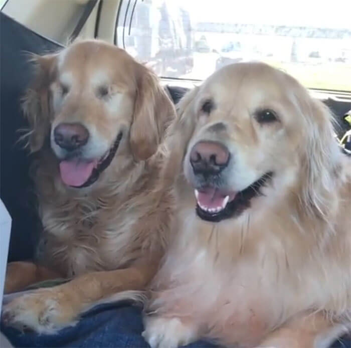 Heartwarming Pictures Of A Blind Golden Retriever And His Guide Dog Best Friend