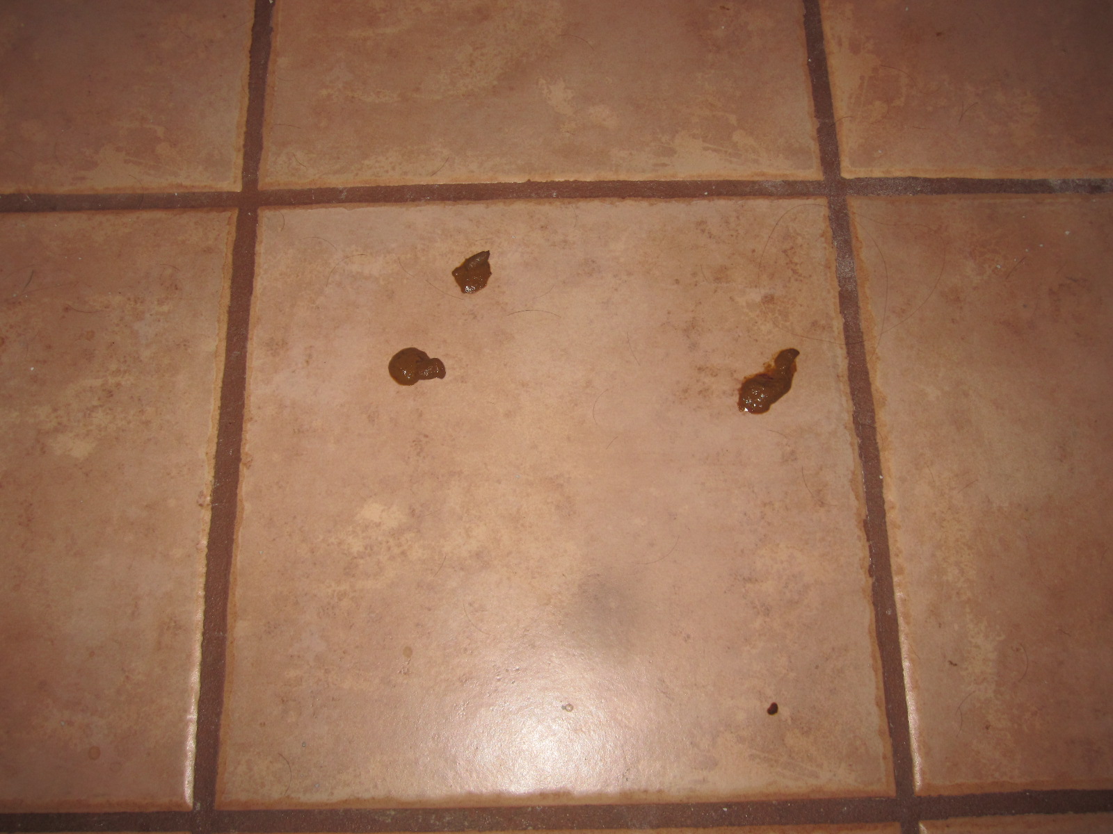 My Cat Poops Everywhere