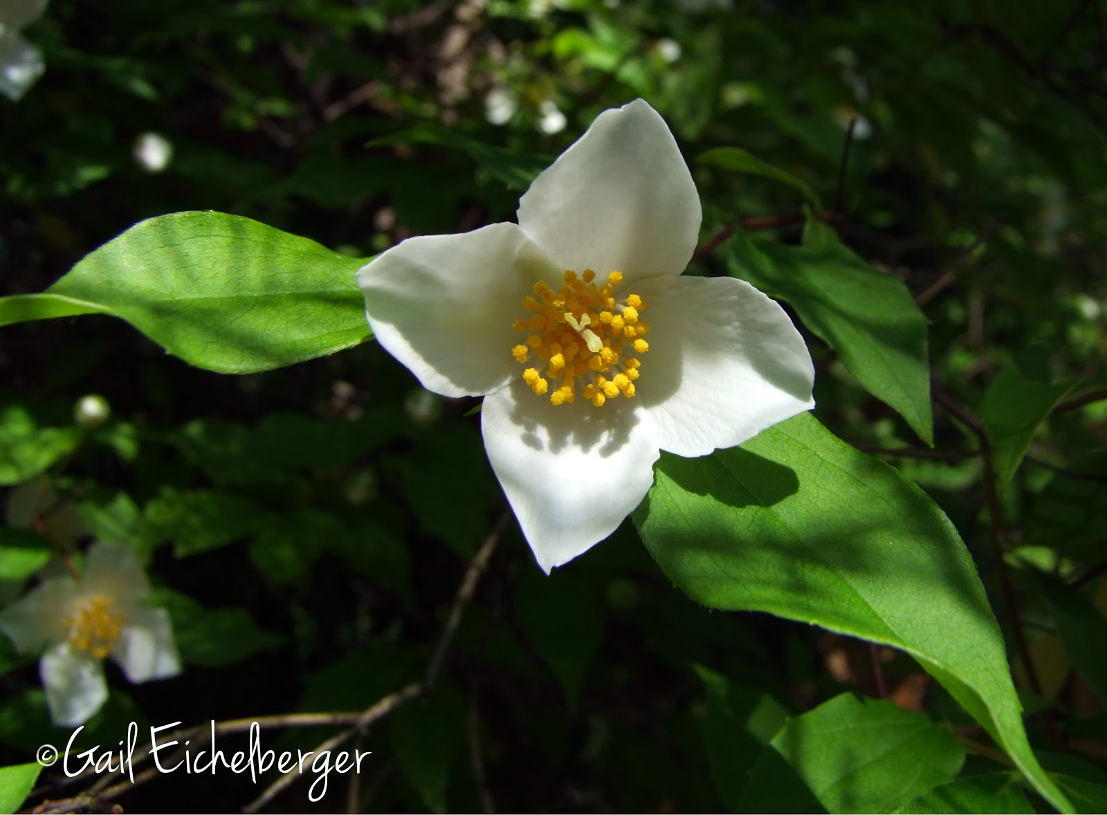 Growing Mock Orange Aka Philadelphus In The Cutting Garden