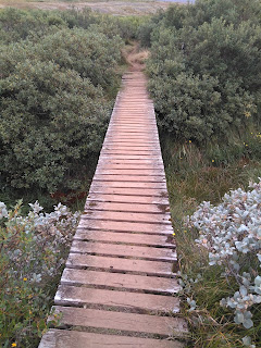 Islandia - 12 dias por libre - Blogs de Islandia - Día 05:De Vik a Djúpivogur. Glacier Walk Vatnajökull,Jökulsárlón y Diamond Beach (19)
