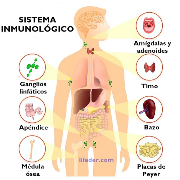 Sistemas del cuerpo humano y sus funciones Sistemas del cuerpo humano y sus funciones