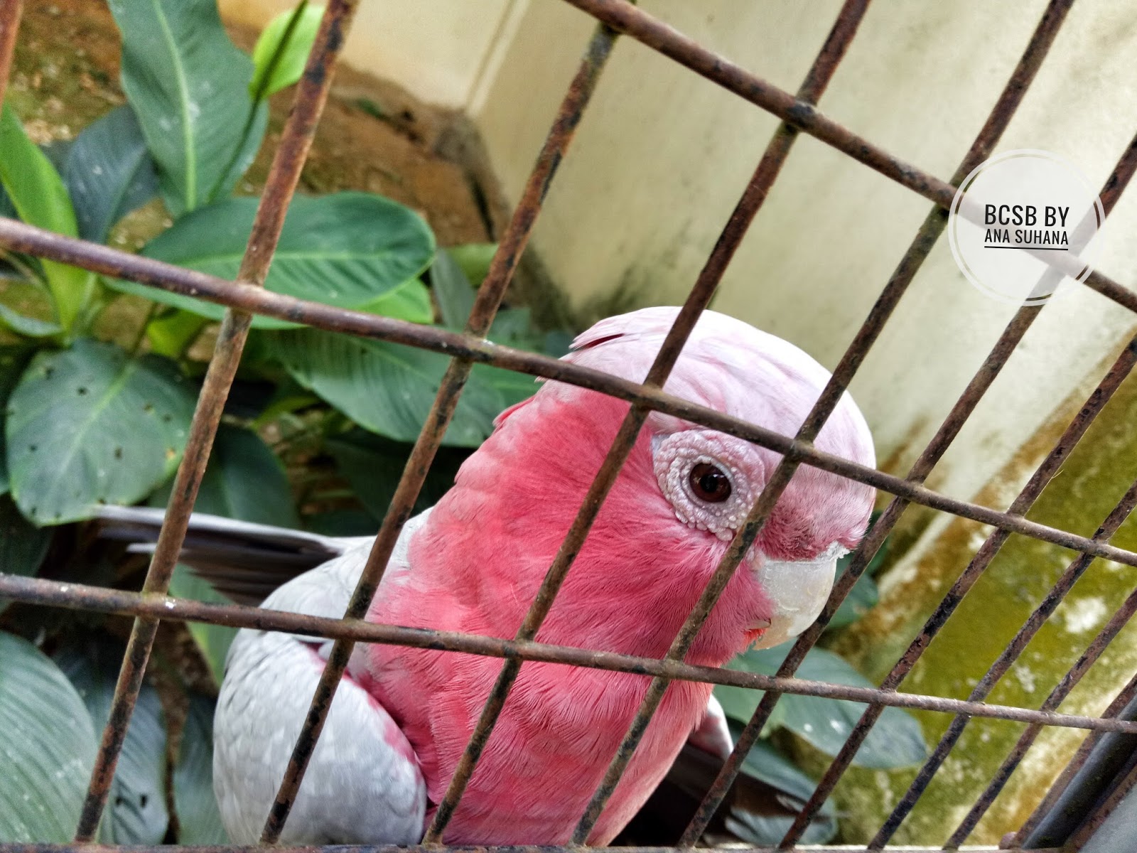 Jalan Jalan Di Taman Burung Kuala Lumpur Kl Bird Park Ana Suhana