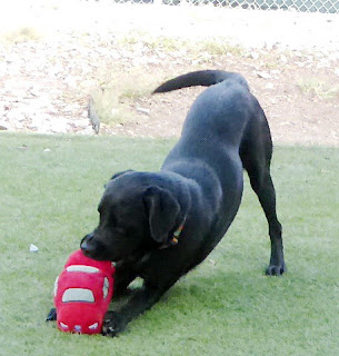 Black Labrador Retriever Adoption