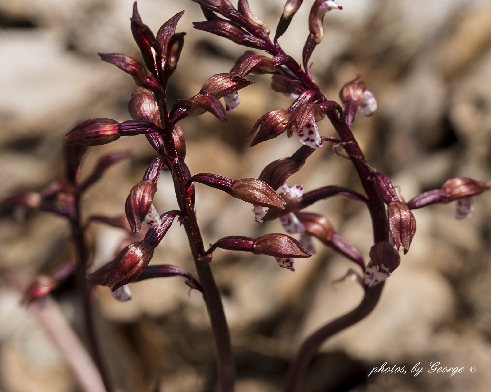 "What's Blooming Now" Spring Coral Root (Corallorhiza wisteriana)