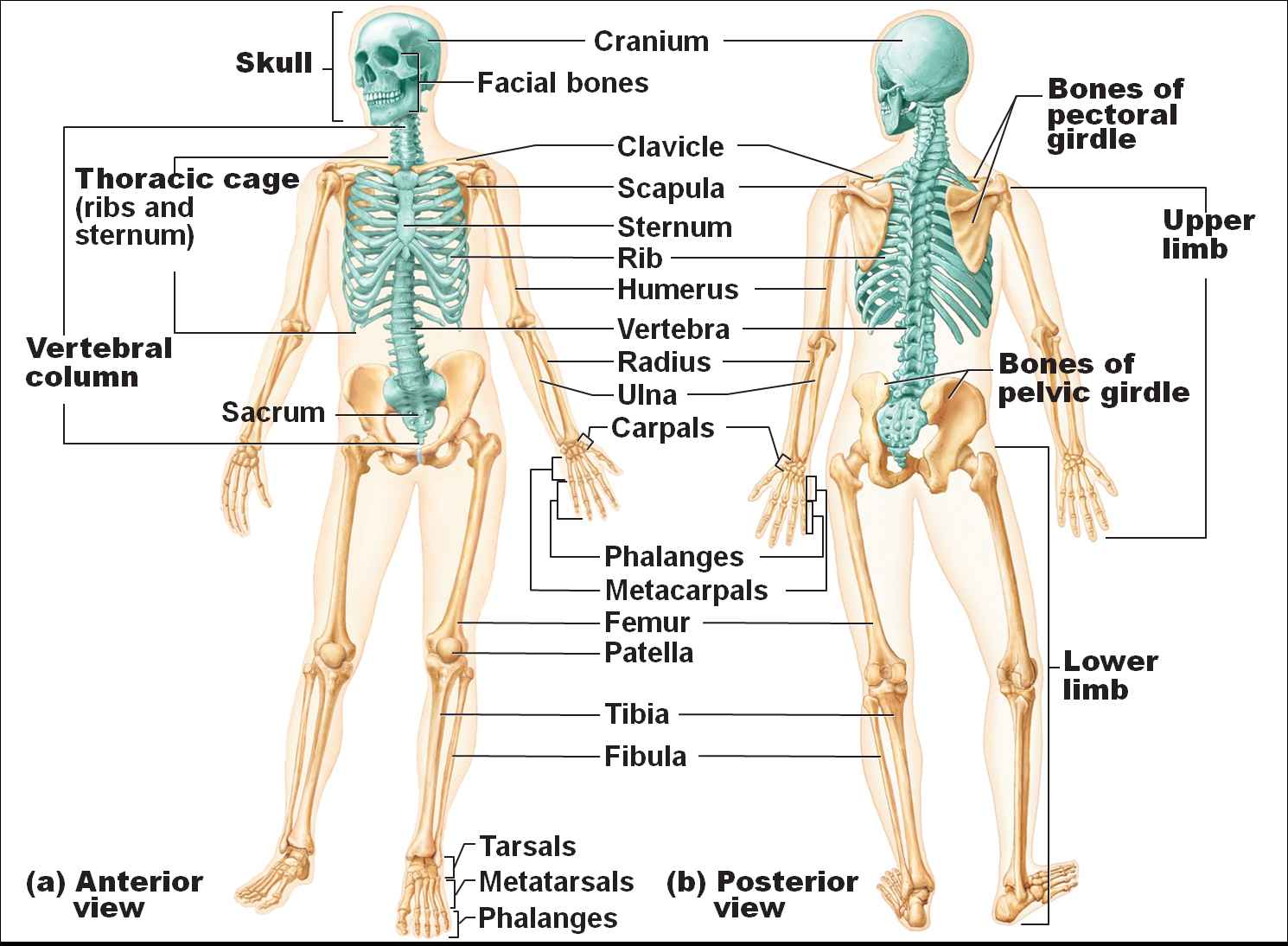 Human Skeletal System Diagram Coordstudenti