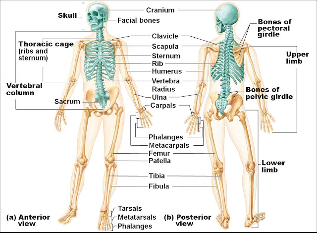 Skeletal System