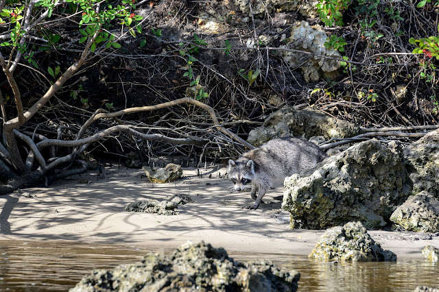 Bubba's Garage: Visiting Port of the Islands for Manatees