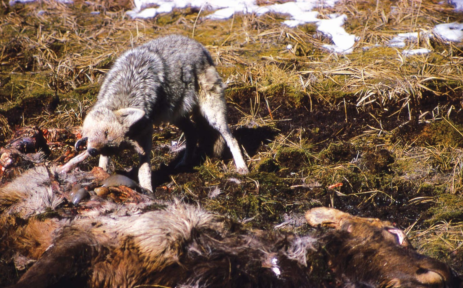 two scavengers two scavengers
