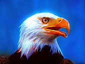 Eagle Full HD Wallpapers