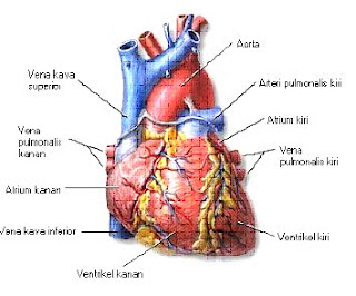 Bentuk Serta Ukuran Jantung