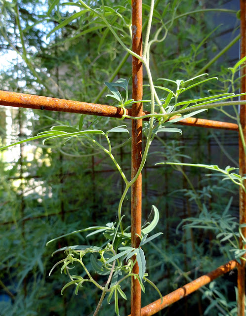 danger garden: Clematis tibetana var. vernayi, my favorite plant in the ...
