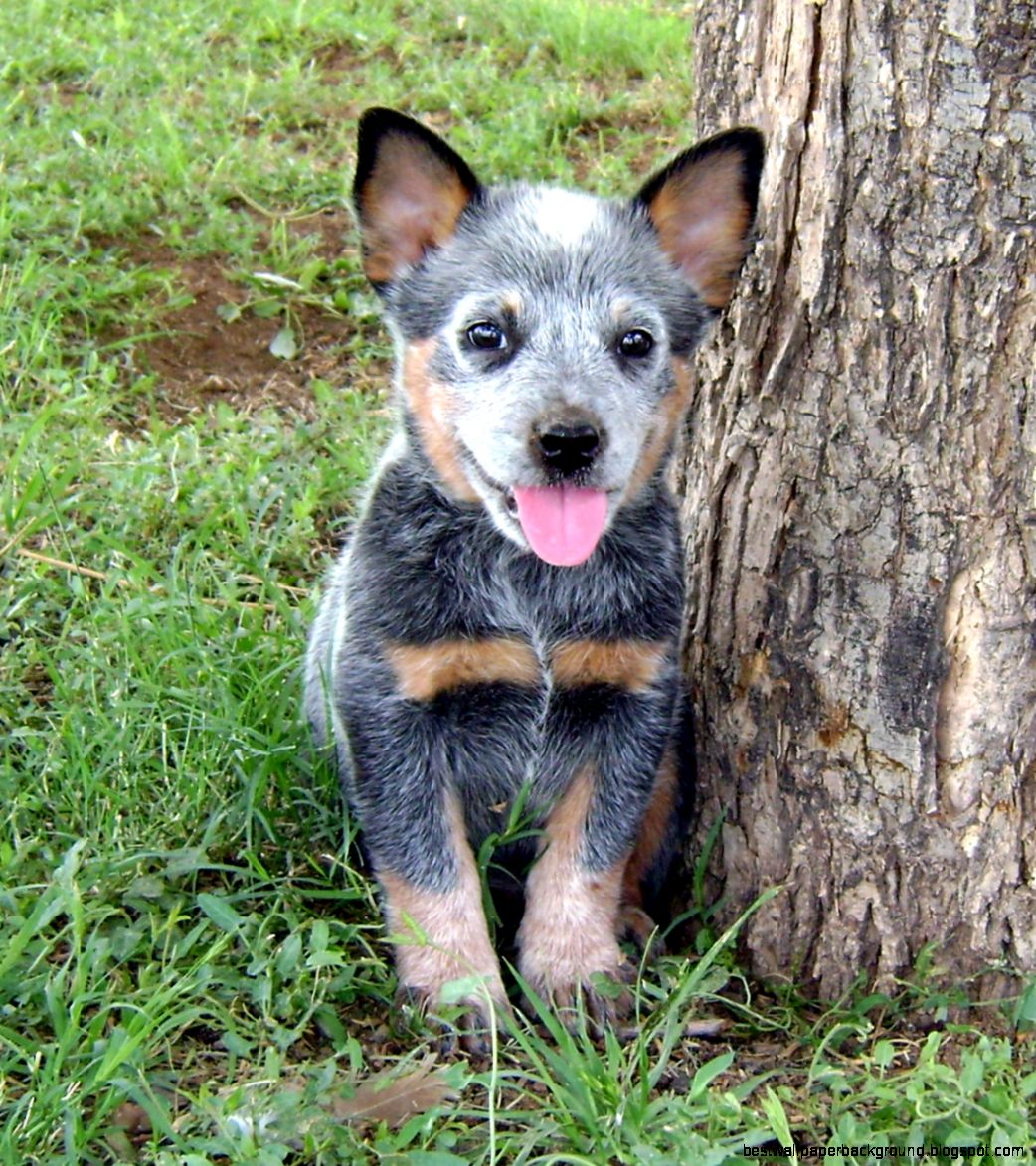 Australian Cattle Dog   Dog Breed history and some interesting facts
