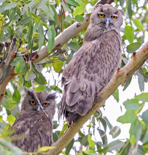 Dusky eagle-owl - Bubo coromandus