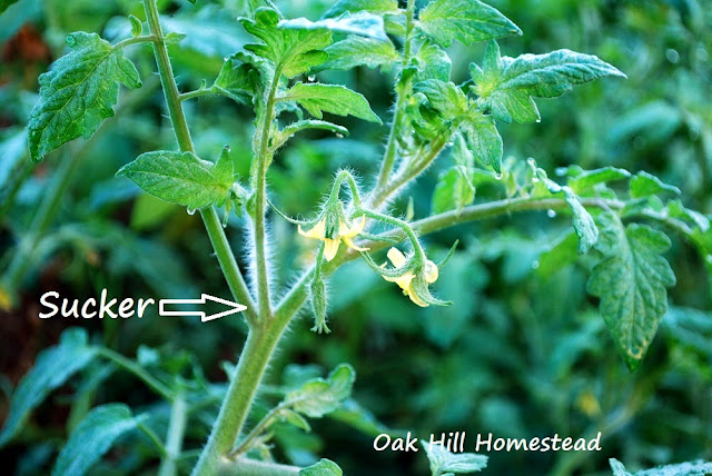 A tomato plant with blossoms. A "sucker" growing in the fork of two branches is identified with an arrow.