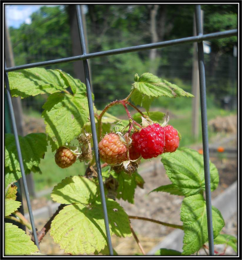 Miniature Mice Garden Blooms